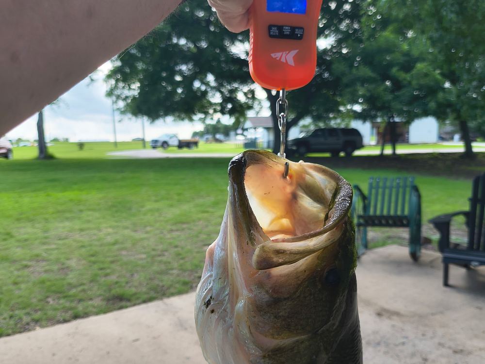 Largemouth bass on a scale, caught from the pond